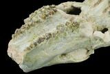 Partial, Fossil Oreodont (Merycoidodon) Skull - Wyoming #169163-2